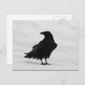 Proud Raven Briefkaart (Voorkant / Achterkant)