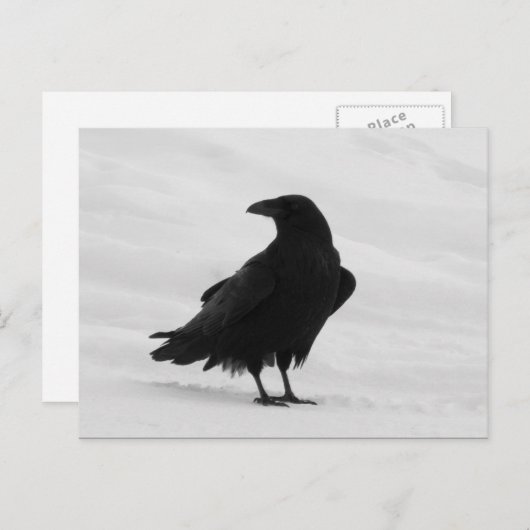Proud Raven Briefkaart (Voorkant / Achterkant)