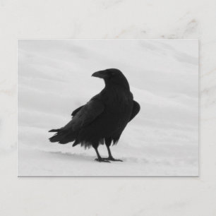 Proud Raven Briefkaart