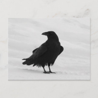 Proud Raven Briefkaart