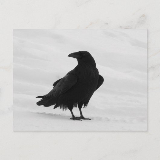Proud Raven Briefkaart (Voorkant)