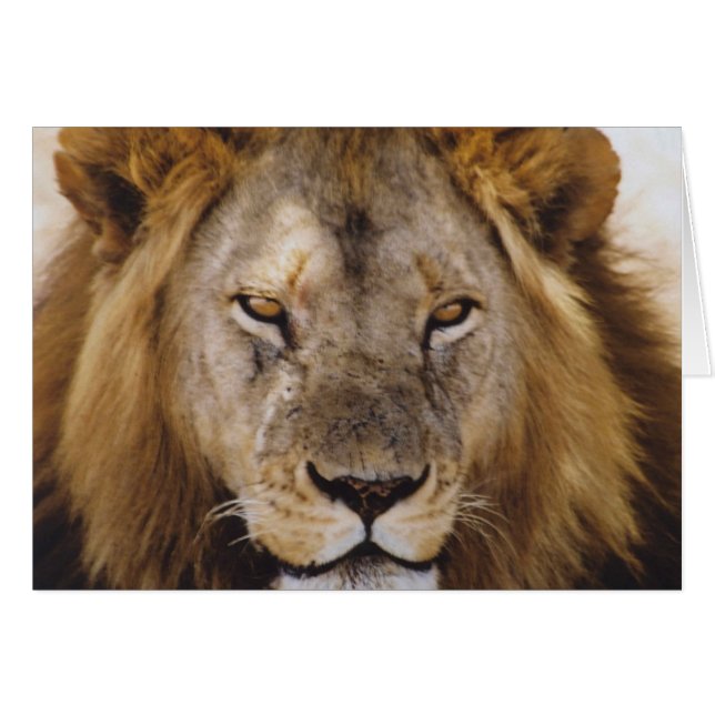 Proud Simba - Serengeti (Voorkant Horizontaal)