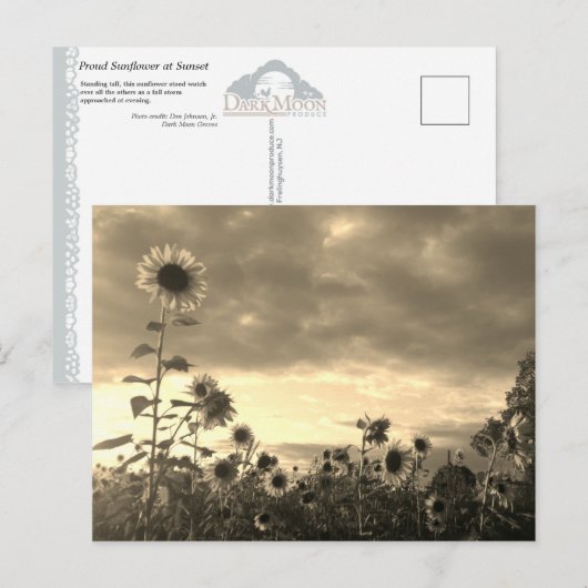 Proud Sunflower at Sunset - Postcard Briefkaart (Voorkant / Achterkant)
