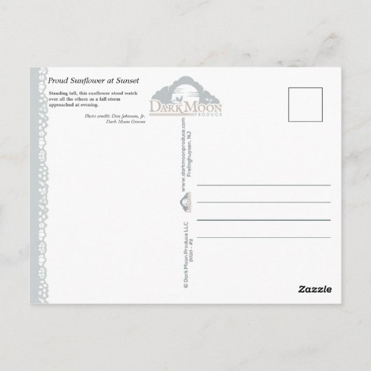 Proud Sunflower at Sunset - Postcard Briefkaart (Achterkant)