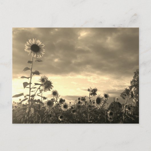 Proud Sunflower at Sunset - Postcard Briefkaart (Voorkant)