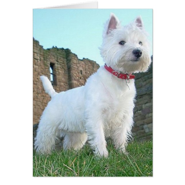 Proud Westie (Voorkant)