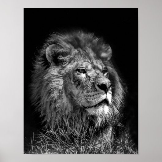 Proud Young Lion Poster (Voorkant)