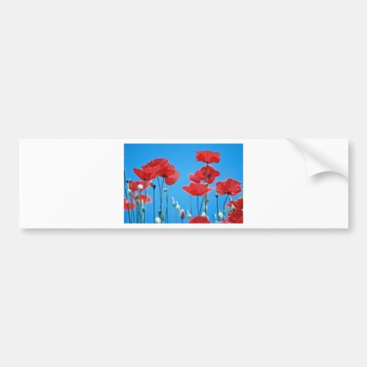Provençaalse kinkhoen bumpersticker (Voorkant)