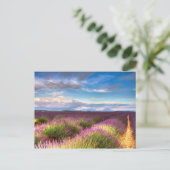 Provence - briefkaart Lavender-velden (Staand voorkant)