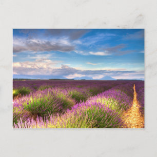 Provence - briefkaart Lavender-velden