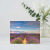 Provence - briefkaart Lavender-velden (Staand voorkant)
