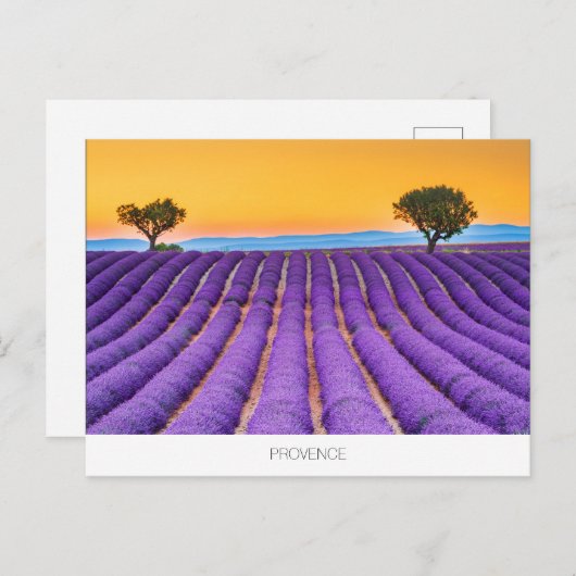 Provence lavender briefkaart (Voorkant / Achterkant)