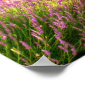 Provence - poster Lavender-velden (Hoek)