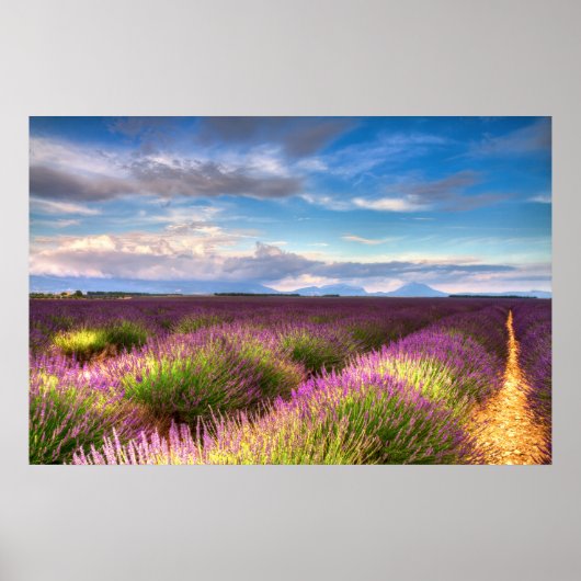 Provence - poster Lavender-velden (Voorkant)