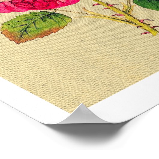 Provence Roos Poster (Hoek)