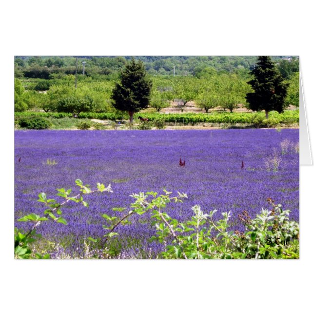 Provenciale lavender, S-Cyr (Voorkant Horizontaal)