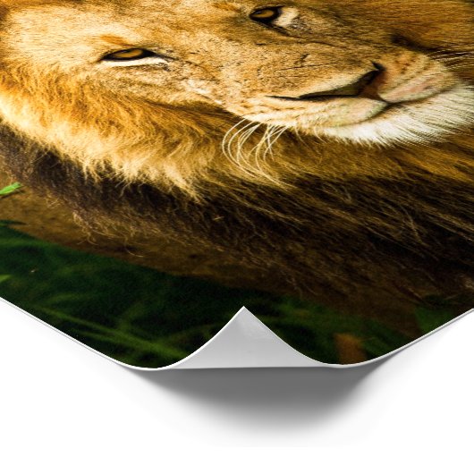 Proverbs 28:1 Righteous zijn gebold als een leeuwb Poster (Hoek)