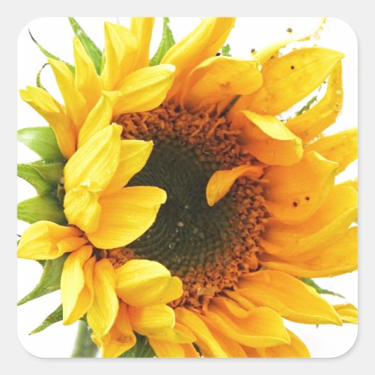 Provincetown Sunflower Vierkante Sticker (Voorkant)