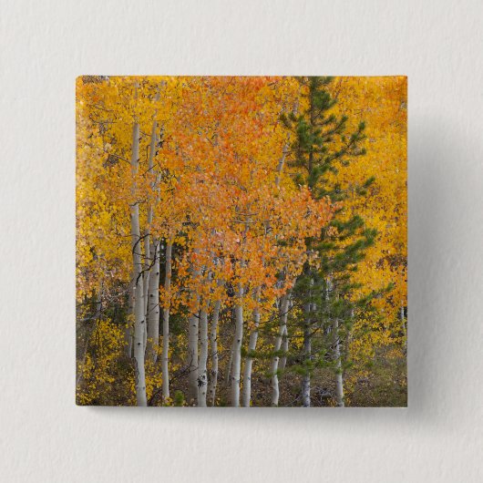 Provo-rivier en espbeomen vierkante button 5,1 cm (Voorkant)