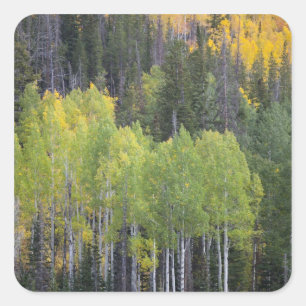 Provo-rivier en espbeuken vierkante sticker