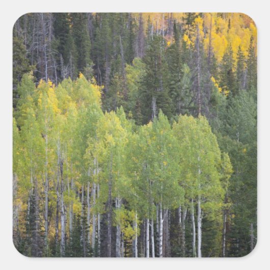 Provo-rivier en espbeuken vierkante sticker (Voorkant)