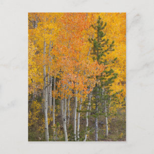 Provo-rivier en espelbomen briefkaart