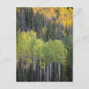 Provo-rivier en espelbomen briefkaart