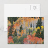 Provo-rivier en espelbomen briefkaart (Voorkant / Achterkant)