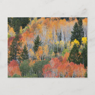 Provo-rivier en espelbomen briefkaart