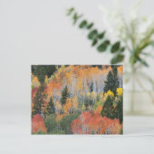 Provo-rivier en espelbomen briefkaart (Staand voorkant)