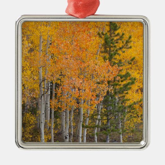 Provo-rivier en espelbomen metalen ornament (Voorkant)