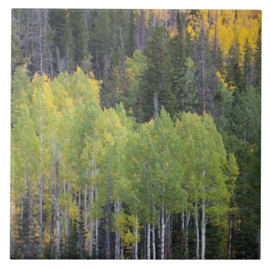 Provo-rivier en espelbomen tegeltje (Voorkant)