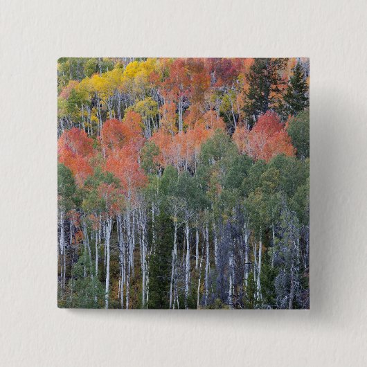 Provo-rivier en espelbomen vierkante button 5,1 cm (Voorkant)
