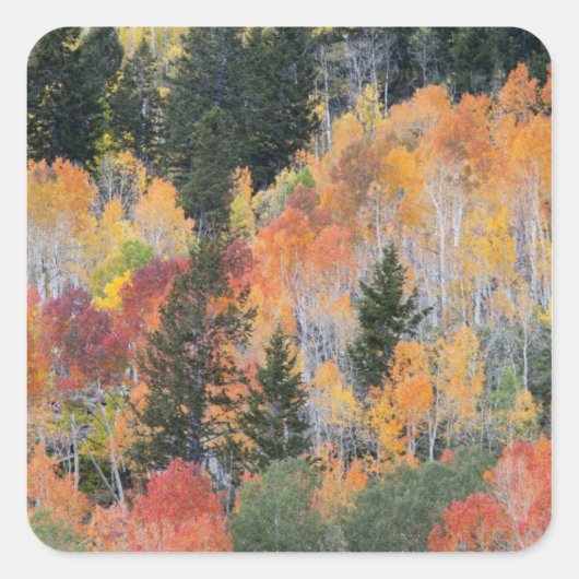 Provo-rivier en espelbomen vierkante sticker (Voorkant)