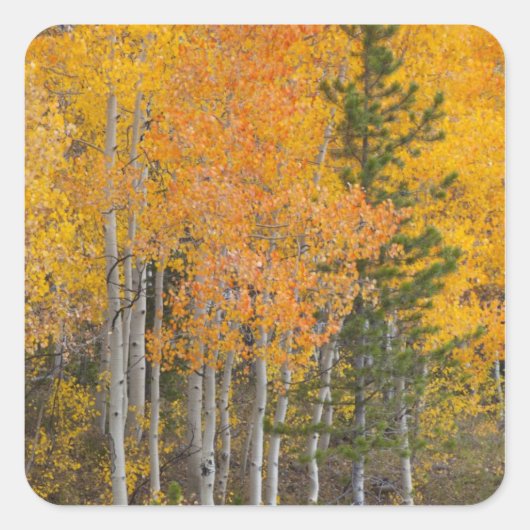 Provo-rivier en espelbomen vierkante sticker (Voorkant)