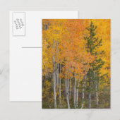 Provo rivier- en espenbomen briefkaart (Voorkant / Achterkant)