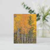 Provo rivier- en espenbomen briefkaart (Staand voorkant)