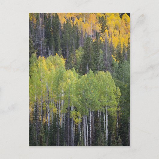 Provo rivier- en espenbomen briefkaart (Voorkant)