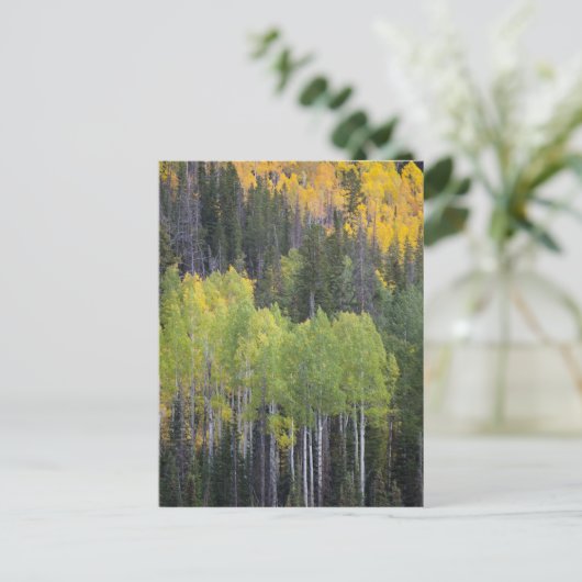 Provo rivier- en espenbomen briefkaart (Staand voorkant)