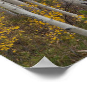 Provo rivier- en espenbomen poster (Hoek)