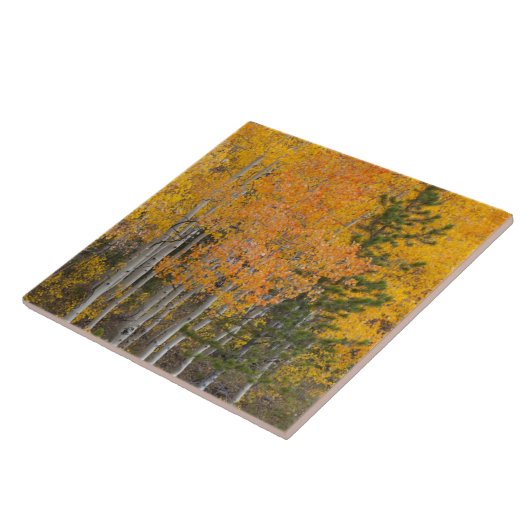 Provo rivier- en espenbomen tegeltje (Zijkant)