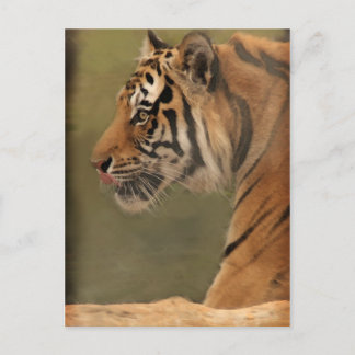 provoceren briefkaart