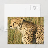 Prowling Cheetah Briefkaart (Voorkant / Achterkant)
