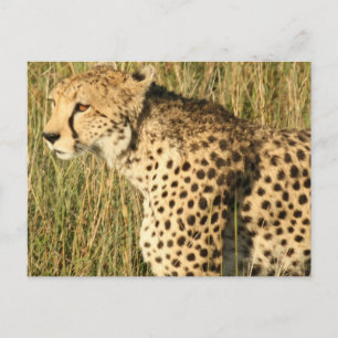 Prowling Cheetah Briefkaart