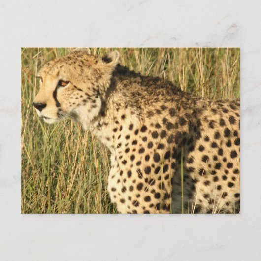 Prowling Cheetah Briefkaart (Voorkant)