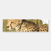 Prowling Cheetah Bumperstickers (Voorkant)