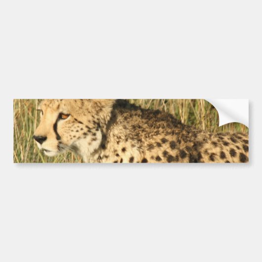 Prowling Cheetah Bumperstickers (Voorkant)