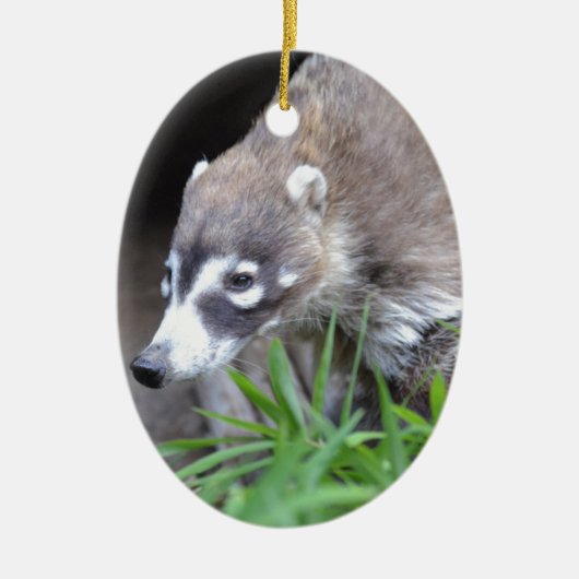 Prowling Coati Keramisch Ornament (Voorkant)