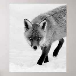 Prowling Fox Poster