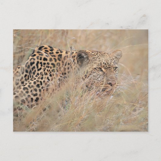 Prowling Leopard Hiding in grasland Briefkaart (Voorkant)